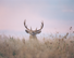 A buck Mike photographed and harvested 3 years later
